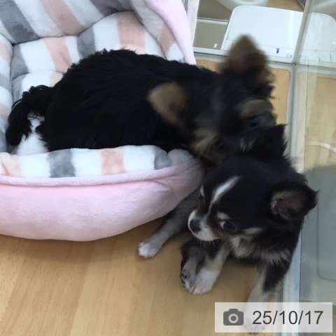 チワワの写真