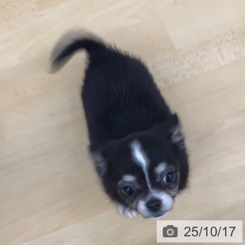 チワワの写真