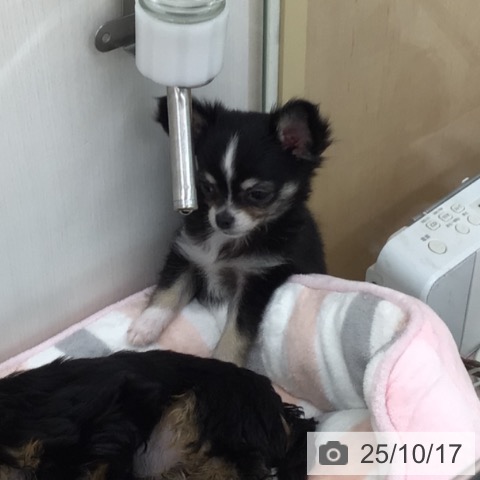 チワワの写真