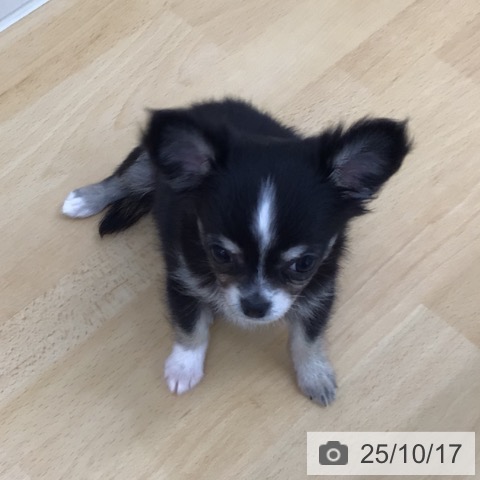 チワワの写真