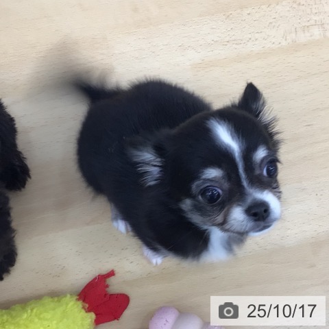 チワワの写真