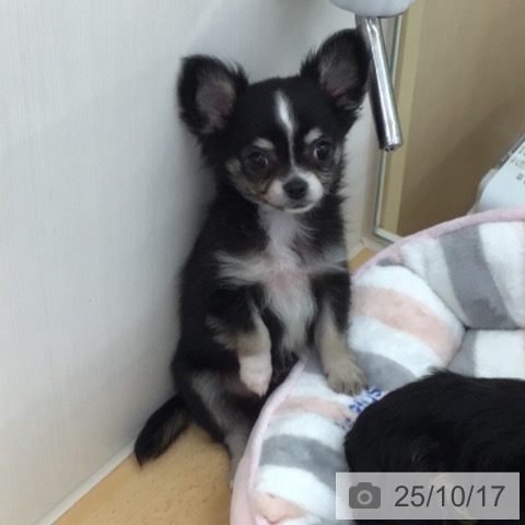 チワワの写真