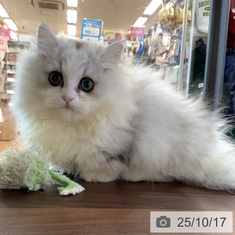 ミヌエットの写真