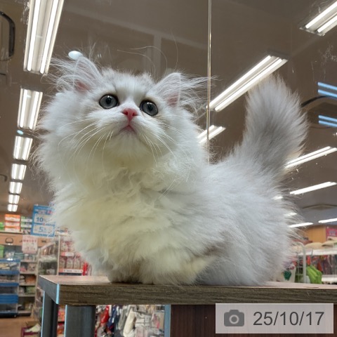 ミヌエットの写真