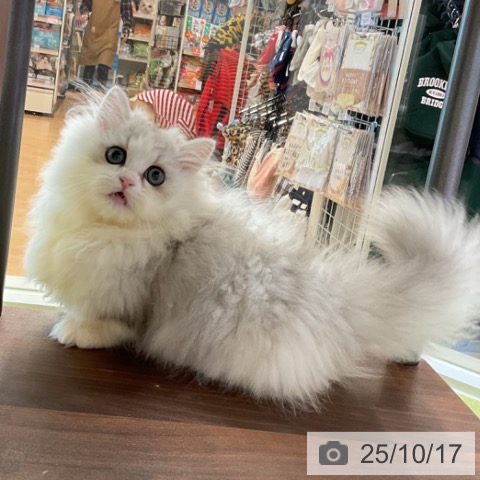 ミヌエットの写真