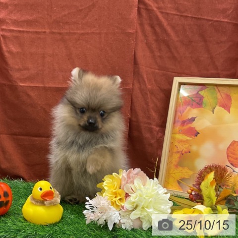 ポメラニアンの写真