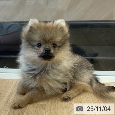 ポメラニアンの写真