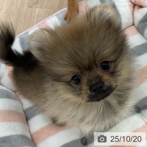ポメラニアンの写真