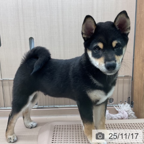 埼玉県の柴犬(標準サイズ) (ペッツワン 新座店/2025年8月14日生まれ/男の子/黒)の子犬の3枚目の画像