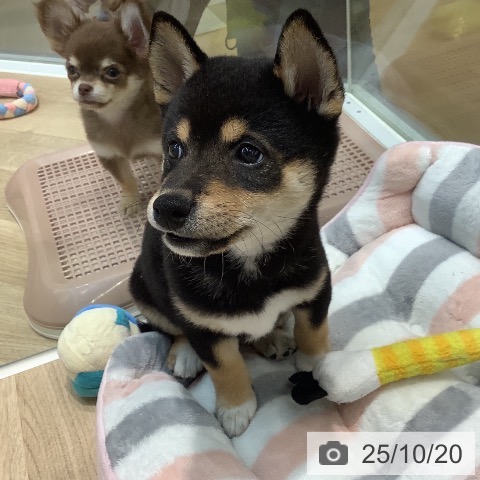 柴の写真