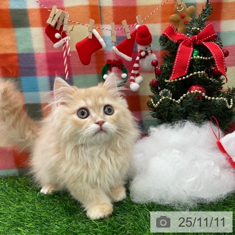 マンチカンの写真