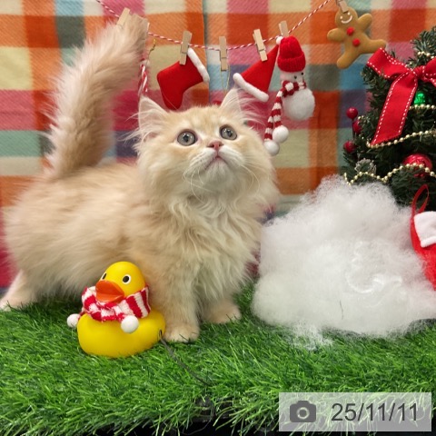 マンチカンの写真