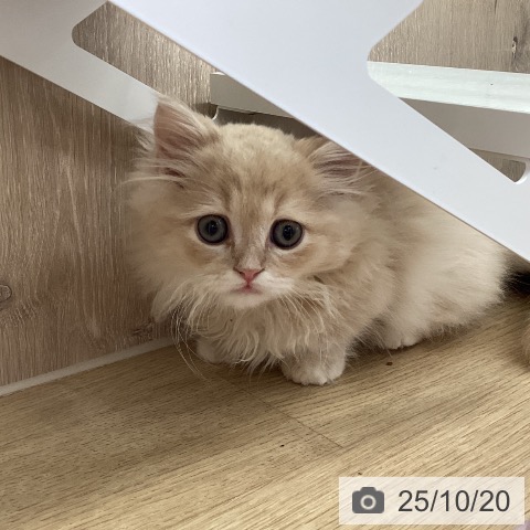 マンチカンの写真