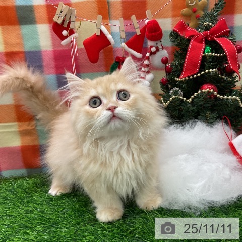 マンチカンの写真