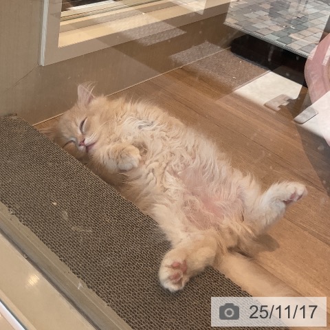 マンチカンの写真