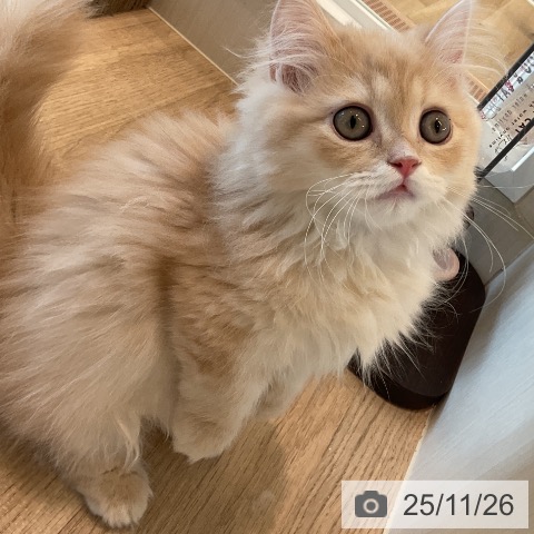 マンチカンの写真