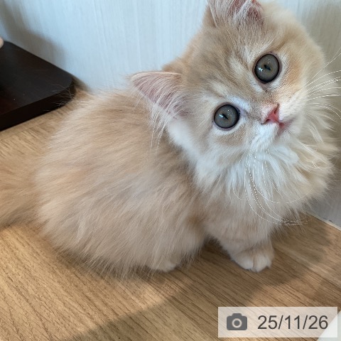 マンチカンの写真