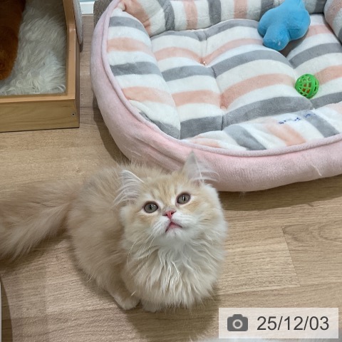 マンチカンの写真