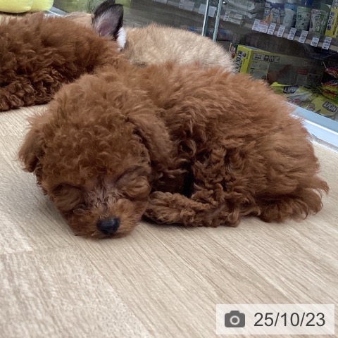 トイ・プードルの写真