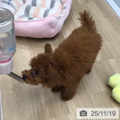 トイ・プードルの写真