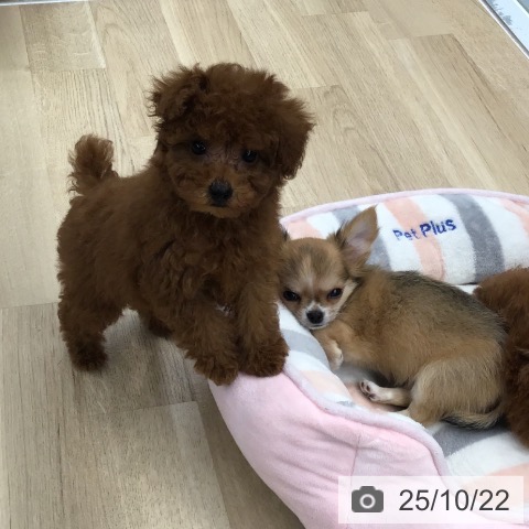 トイ・プードルの写真