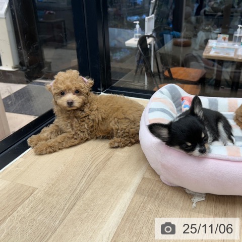 トイ・プードルの写真