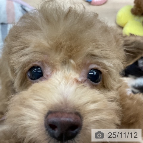 トイ・プードルの写真