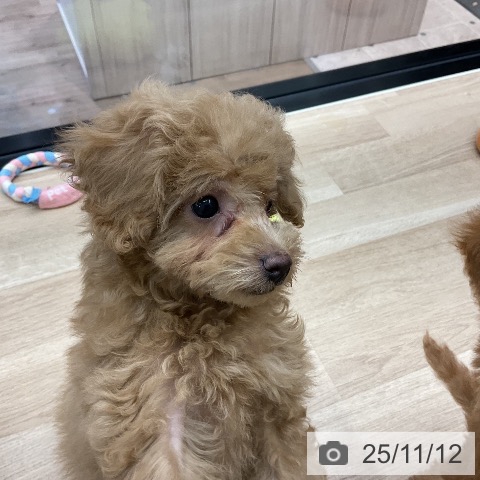 トイ・プードルの写真