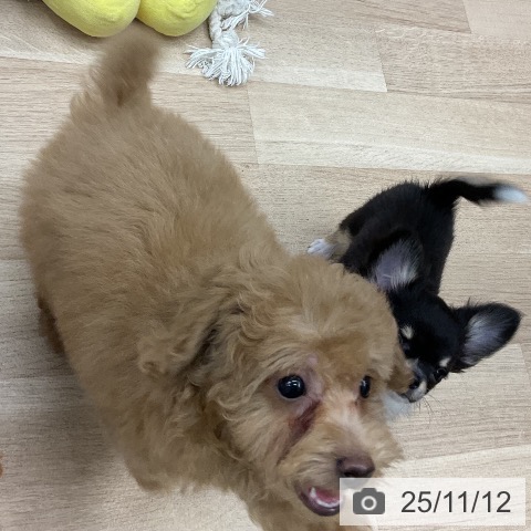 トイ・プードルの写真