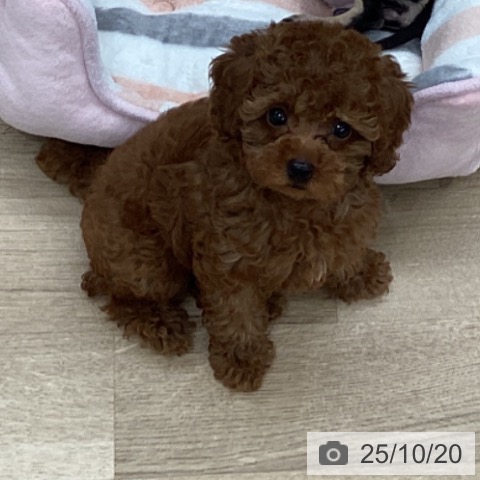 トイ・プードルの写真