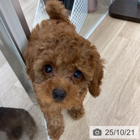 トイ・プードルの写真