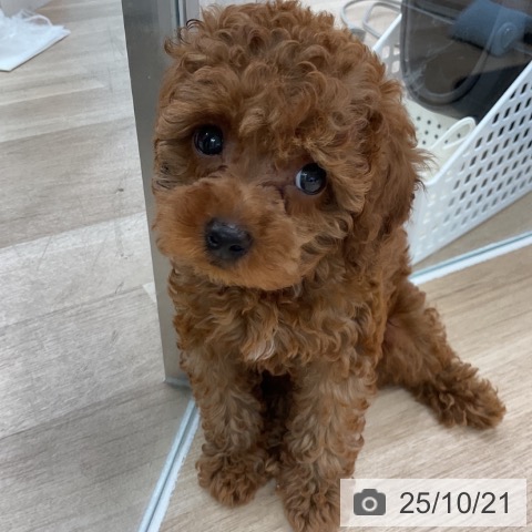 トイ・プードルの写真