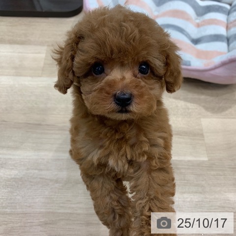 トイ・プードルの写真