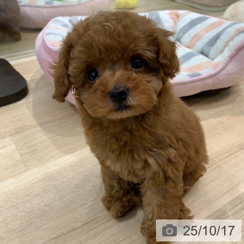 トイ・プードルの写真