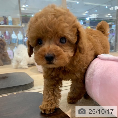 トイ・プードルの写真