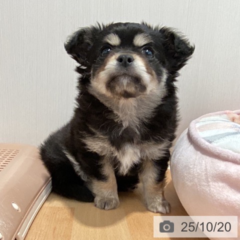 チワワの写真