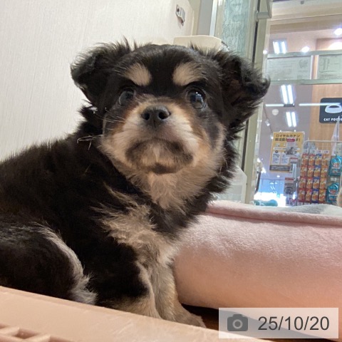 チワワの写真