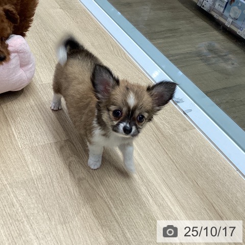 チワワの写真