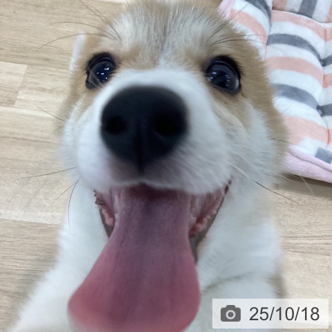 ウェルシュ・コーギー・ペンブロークの写真