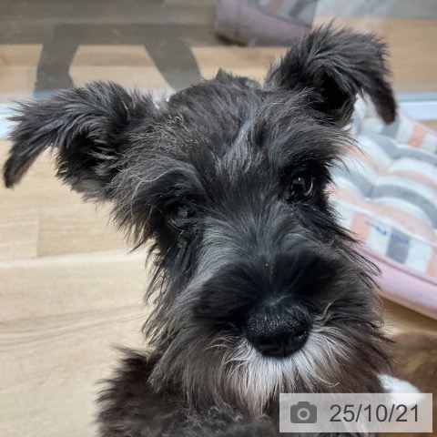 ミニチュア・シュナウザーの写真