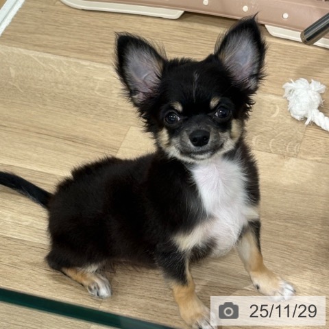 埼玉県のチワワ(ロング) (ペットプラス 所沢店/2025年8月2日生まれ/男の子/ブラックタンホワイト)の子犬の4枚目の画像