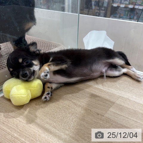 埼玉県のチワワ(ロング) (ペットプラス 所沢店/2025年8月2日生まれ/男の子/ブラックタンホワイト)の子犬の4枚目の画像