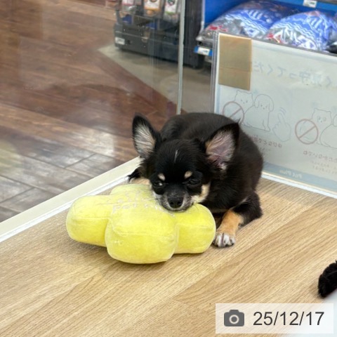 埼玉県のチワワ(ロング) (ペットプラス 所沢店/2025年8月2日生まれ/男の子/ブラックタンホワイト)の子犬の4枚目の画像