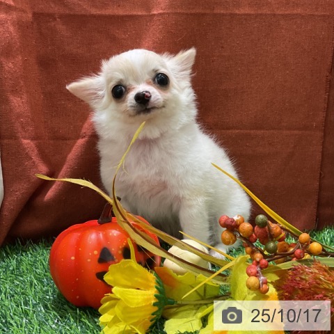 チワワの写真