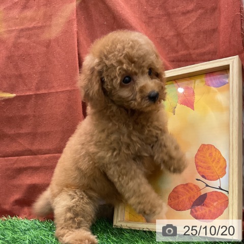 トイ・プードルの写真