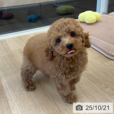 トイ・プードルの写真