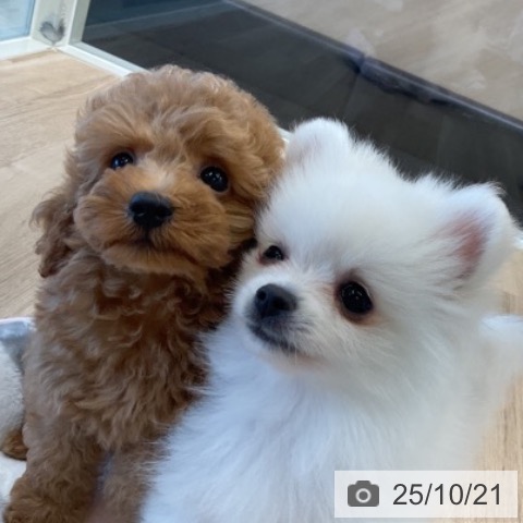 トイ・プードルの写真