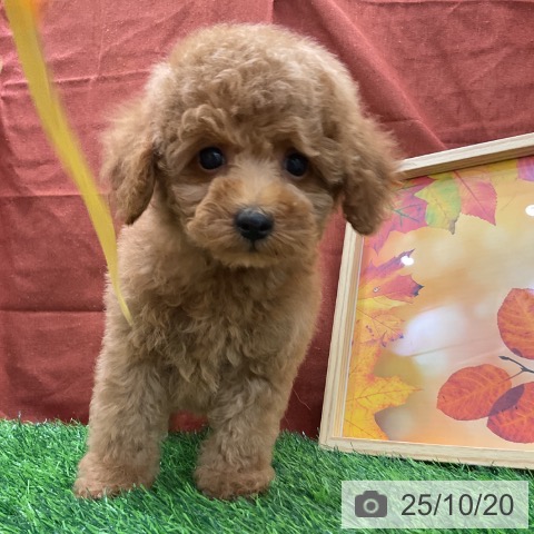 トイ・プードルの写真