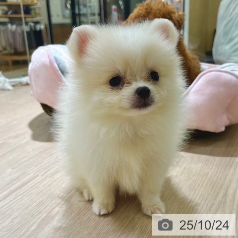 ポメラニアンの写真