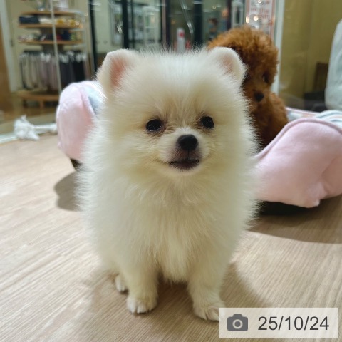 ポメラニアンの写真
